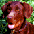 Labrador Retriever Rescue
